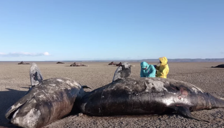 Hallan una veintena de orcas muertas en Tierra del Fuego